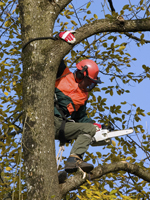 Tree Trimmer